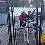 chain_link_fence, gate, two_people, dogs, black_and_white_dogs, outdoor, yard, trees, shed, gravel_ground, casual_clothing, smiling, petting, leash, daytime, fence_post, yellow_bucket, grass, happy, nature