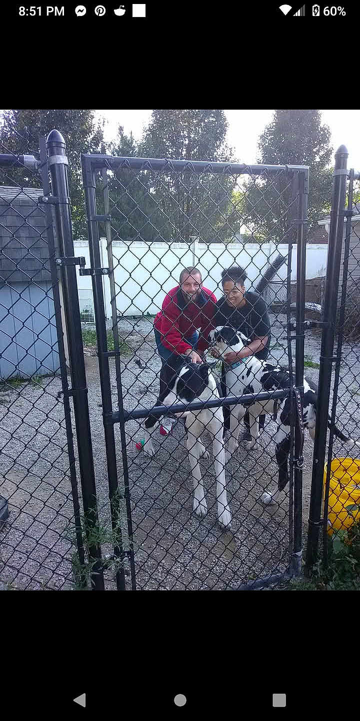 One Hundred Two is registered to the contest to win money with this photo: chain_link_fence, gate, two_people, dogs, black_and_white_dogs, outdoor, yard, trees, shed, gravel_ground, casual_clothing, smiling, petting, leash, daytime, fence_post, yellow_bucket, grass, happy, nature