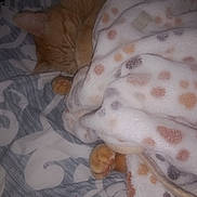 Makk is registered to the contest to win money with this photo: bedspread, blanket, cat, comfort, cozy, cute, domestic_cat, feline, fur, hidden_face, indoor, nap, orange_cat, patterned_blanket, paw, pet, resting, sleeping, soft_texture, warm