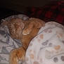 Makk joined the competition — help win amazing prizes! animal, bed, blanket, cat, comfort, covered, cozy, cute, domestic_animal, feline, fur, indoor, orange_cat, paw, pet, relaxation, resting, sleeping, soft, warm