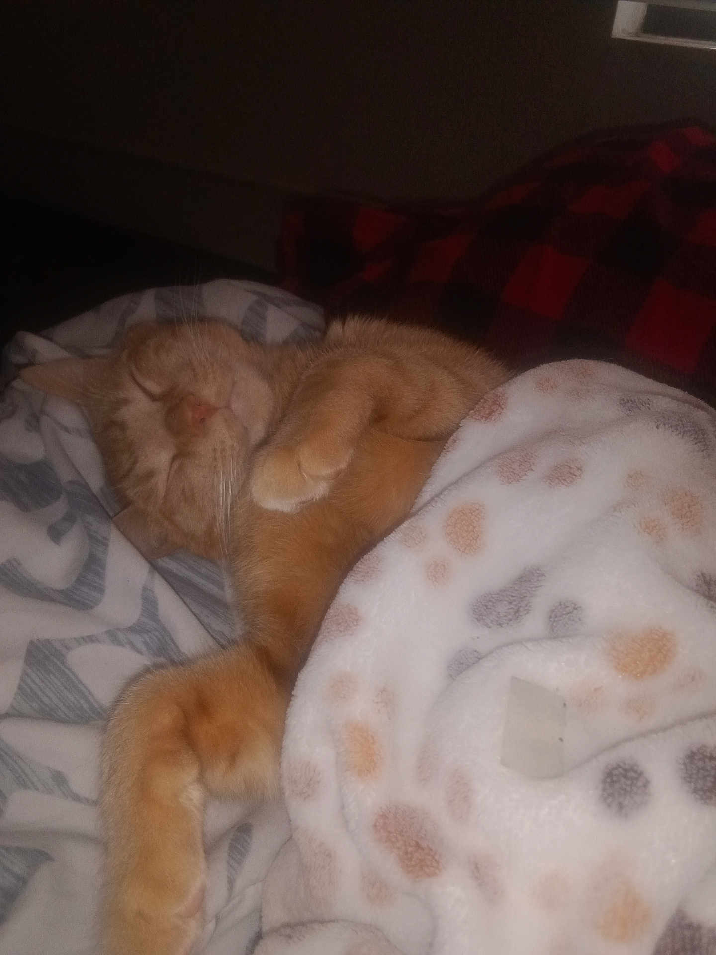 Makk joined the competition — help win amazing prizes! animal, bed, blanket, cat, comfort, covered, cozy, cute, domestic_animal, feline, fur, indoor, orange_cat, paw, pet, relaxation, resting, sleeping, soft, warm