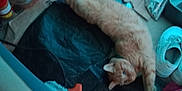 Makk is registered to the contest to win money with this photo: abyssinian, animal, bottle, car, cat, clothing, couch, footwear, furniture, kitten, laundry, manx, person, pet, runningshoe, shoe, sneaker, transportation, vehicle, waterbottle