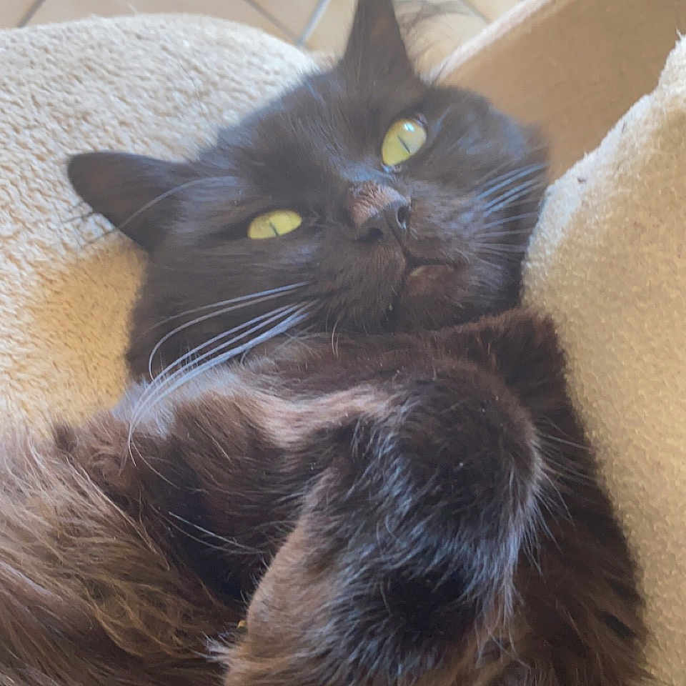 Rio participe au concours pour gagner de l'argent avec cette photo : abyssinian, animal, architecture, blackcat, building, cat, chair, couch, cushion, furniture, homedecor, indoors, kitten, livingroom, manx, person, pet, room, sleeping, wood