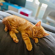 Zorro participe au concours pour gagner de l'argent avec cette photo : abyssinian, animal, bed, blanket, cat, couch, cushion, furniture, homedecor, kitten, manx, person, pet, sleeping
