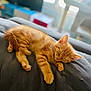 abyssinian, animal, bed, blanket, cat, couch, cushion, furniture, homedecor, kitten, manx, person, pet, sleeping