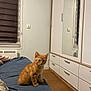 Zorro participe au concours pour gagner de l'argent avec cette photo : animal, baby, bed, bedroom, cabinet, cat, closet, cupboard, drawer, furniture, hardwood, indoors, interiordesign, kitten, manx, person, pet, plywood, room, wood