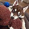 Baïa participe au concours pour gagner de l'argent avec cette photo : puppy, dog, blue_eyes, fluffy, brown_and_white, pointed_ears, portrait, close_up, cushion, blanket, blue_ball, indoor, couch, pet, animal, playful, resting, cozy, soft_texture, photography