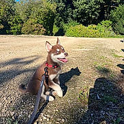 Baïa participe au concours pour gagner de l'argent avec cette photo : dog, puppy, husky, sitting, outdoor, garden, gravel, path, leash, collar, harness, tongue, open_mouth, pointed_ears, brown_fur, white_fur, blue_sky, trees, hedges, sunlight