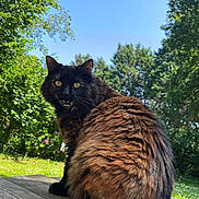 Kiara a rejoint le concours — aidez-le/la à gagner de superbes lots ! cat, fluffy_cat, black_cat, brown_fur, animal, pet, outdoor, garden, backyard, wooden_table, sitting, portrait, whiskers, pointed_ears, yellow_eyes, open_mouth, long_tail, fur, trees, blue_sky