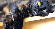 Kiara participe au concours pour gagner de l'argent avec cette photo : cat, black_cat, fluffy, feline, pet, animal, golden_eyes, whiskers, ears, paws, long_fur, lying_down, relaxed, indoor, wooden_shelf, furniture, portrait, close_up, dramatic_pose, home_interior