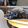 Kiara participe au concours pour gagner de l'argent avec cette photo : cat, black_cat, fluffy, feline, pet, golden_eyes, yellow_eyes, lying_down, relaxed, indoor, wooden_table, furniture, home, portrait, close_up, whiskers, ears, fur, cozy, animal_photography