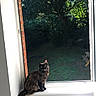 Kiara a rejoint le concours — aidez-le/la à gagner de superbes lots ! cat, tortoiseshell, fluffy, long_hair, pet, animal, sitting, windowsill, window, indoor, outdoor, garden, trees, backyard, sunlight, natural_light, portrait, looking_at_camera, tail, home