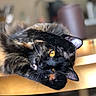 cat, cats, black_cat, furry, upside_down, lying, table, indoor, home, sunlight, golden_eyes, whiskers, animal, pet, portrait, close_up, funny, relaxed, wooden_surface, background_blur