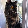 cat, tortoiseshell_cat, pet, animal, feline, black_fur, orange_fur, amber_eyes, whiskers, ears, long_hair, sitting, window, indoors, home, curtain, natural_light, portrait, close_up, outdoor_view