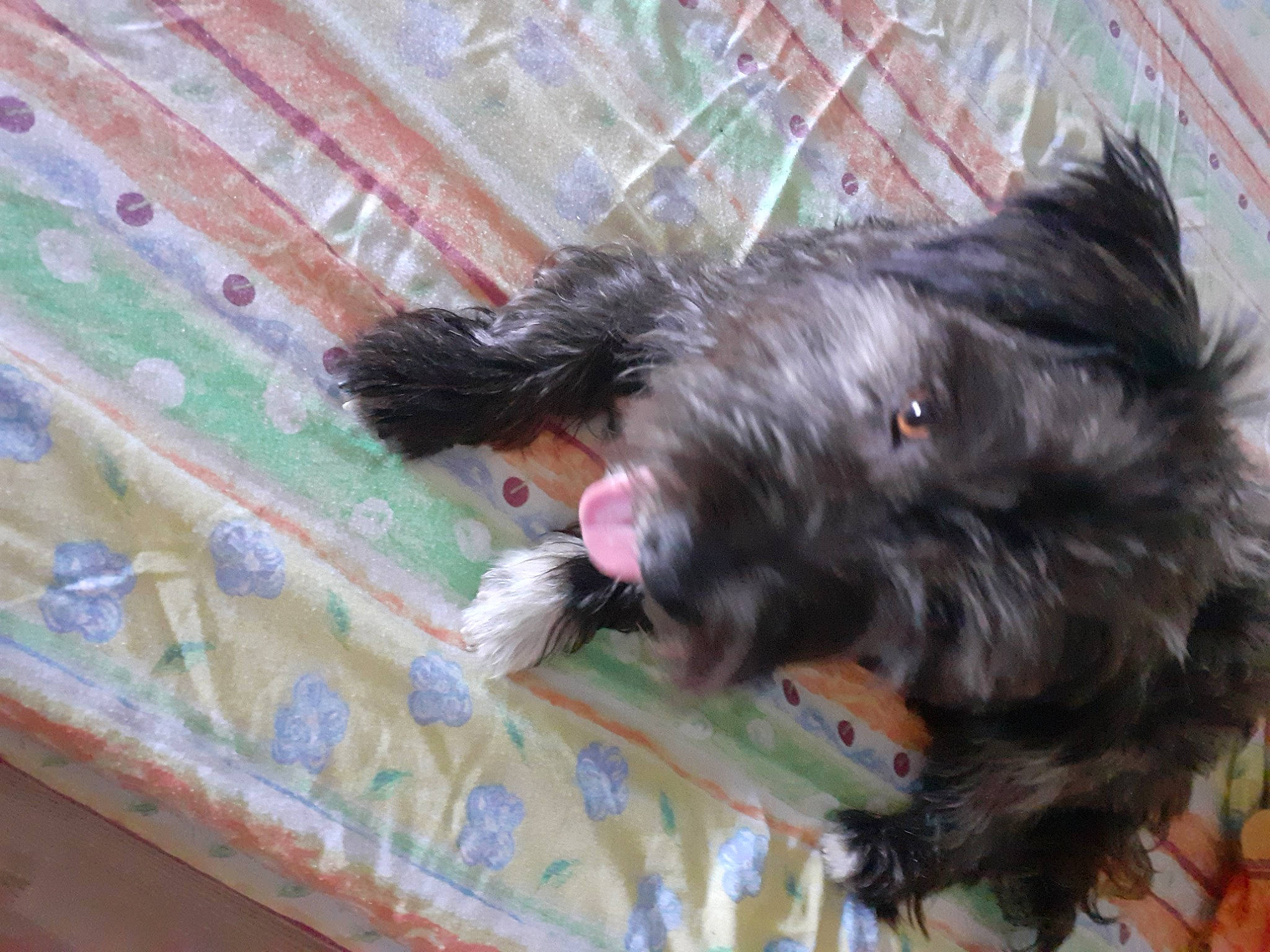 Popeye a rejoint le concours — aidez-le/la à gagner de superbes lots ! canidae, carnivore, companion_dog, dog, dog_breed, dog_supply, felidae, fur, liver, mammal, paw, schnauzer, small_terrier, snout, sporting_group, terrier, toy_dog, vertebrate, wood, working_animal