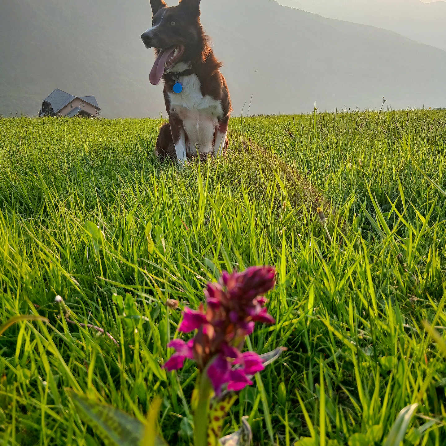 Yarek a rejoint le concours — aidez-le/la à gagner de superbes lots ! animal, canine, dog, field, flower, grass, greenery, happy, house, landscape, mountains, nature, outdoor, pet, rural, sky, summer, sun, sunlight, tongue_out