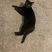 Vader joined the competition — help win amazing prizes! cat, black_cat, pet, indoor, carpet, tail, whiskers, fur, green_eyes, looking_up, lying_down, relaxing, feline, mammal, paw, cute, texture, home_interior, portrait, stare