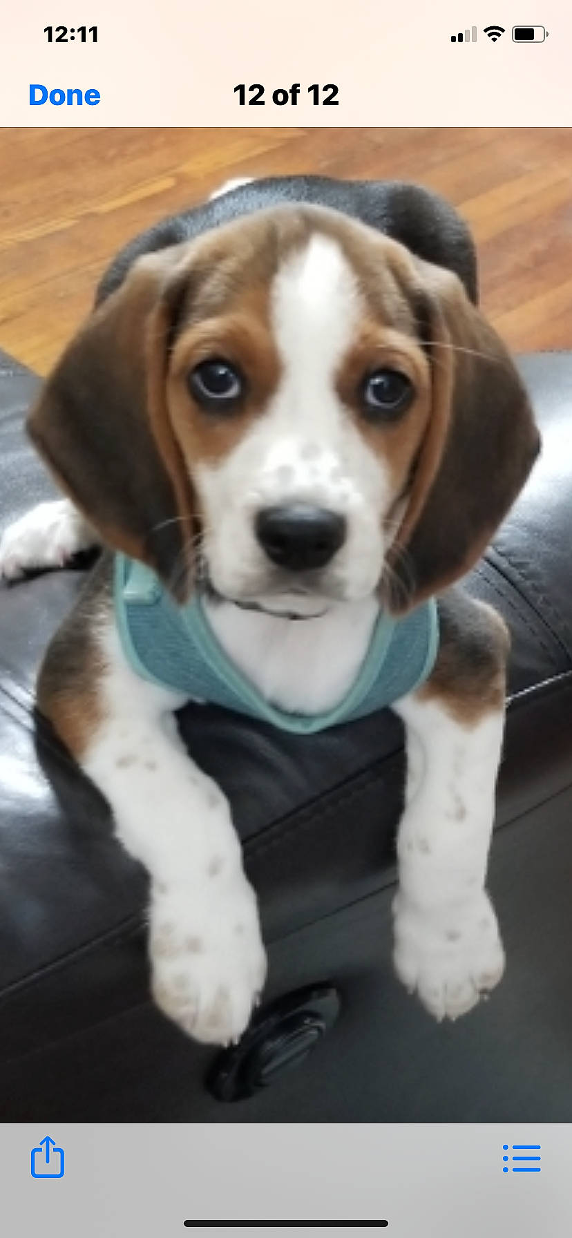 Smoky is registered to the contest to win money with this photo: beaglier, canidae, carnivore, collar, companion_dog, dog, dog_breed, fawn, fur, hound, hunting_dog, liver, pet_supply, scent_hound, snout, sporting_group, toy, working_animal