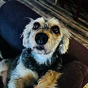 Annebelle is registered to the contest to win money with this photo: animal, canine, companion, couch, cozy, cute, dog, domestic, fluffy, fur, furniture, home, indoor, looking_up, mammal, paws, pet, portrait, relaxed, wooden_floor