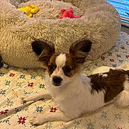 Lucy joined the competition — help win amazing prizes! dog, puppy, small_dog, bed, plush_bed, toy, yellow_toy, pink_toy, blanket, patterned_blanket, window, indoor, pet, fur, ears, lying_down, brown_and_white, cute, animal, cozy
