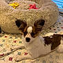 dog, puppy, small_dog, bed, plush_bed, toy, yellow_toy, pink_toy, blanket, patterned_blanket, window, indoor, pet, fur, ears, lying_down, brown_and_white, cute, animal, cozy