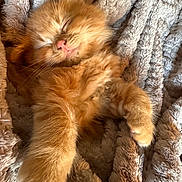 Lulu a rejoint le concours — aidez-le/la à gagner de superbes lots ! kitten, orange, cat, sleeping, fur, paw, blanket, cozy, cute, pet, animal, relaxing, soft, nap, whiskers, feline, indoor, closeup, warm, comfort