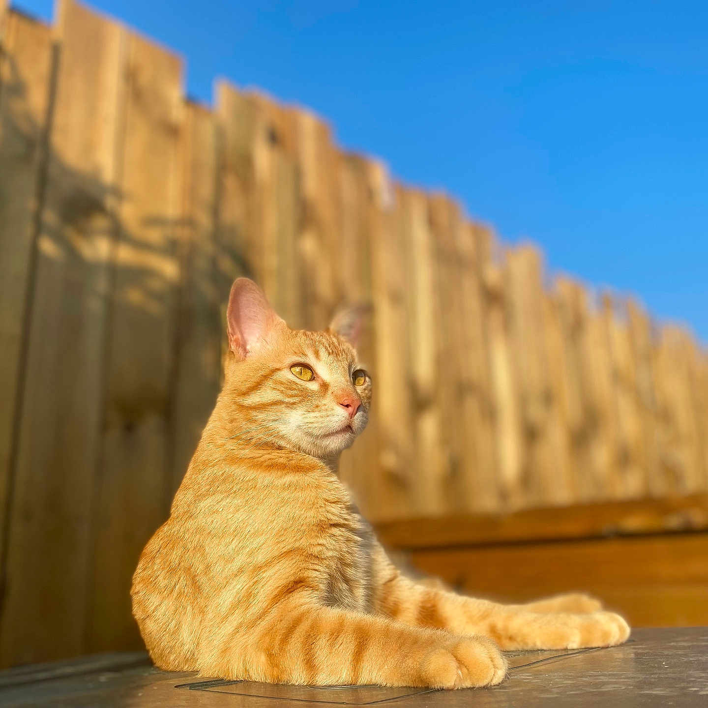Simba a rejoint le concours — aidez-le/la à gagner de superbes lots ! animal, blue_sky, cat, daytime, domestic_cat, ears, feline, fur, mammal, nature, orange_tabby, outdoor, paw, pet, portrait, relaxed, sunlight, table_surface, whiskers, wooden_fence