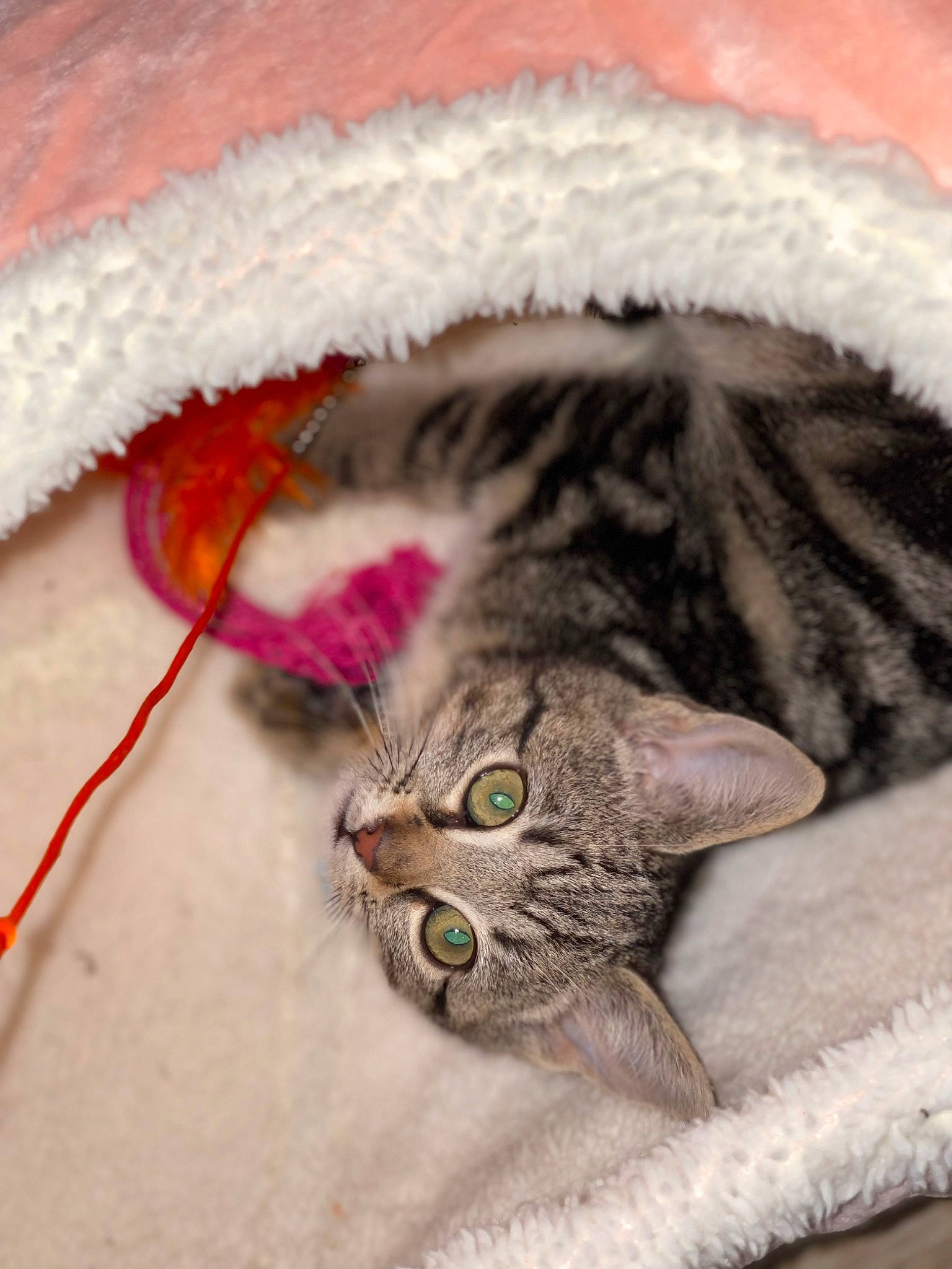 Luna Dior is registered to the contest to win money with this photo: carnivore, cat, claw, close_up, comfort, domestic_short_haired_cat, ear, fawn, felidae, fur, nose, paw, small_to_medium_sized_cats, snout, tail, terrestrial_animal, thread, tree, whiskers, wool