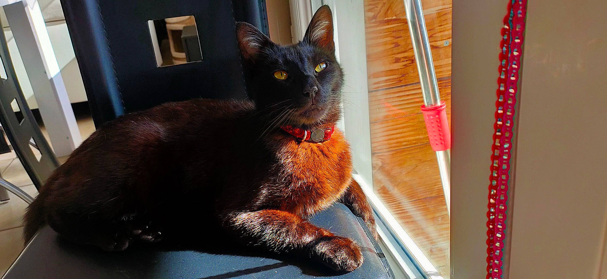 Bagheera participe au concours pour gagner de l'argent avec cette photo : black_cat, bombay, carnivore, cat, cat_supply, claw, domestic_short_haired_cat, eye, felidae, fur, havana_brown, liver, paw, pet_supply, small_to_medium_sized_cats, snout, tail, terrestrial_animal, whiskers, window