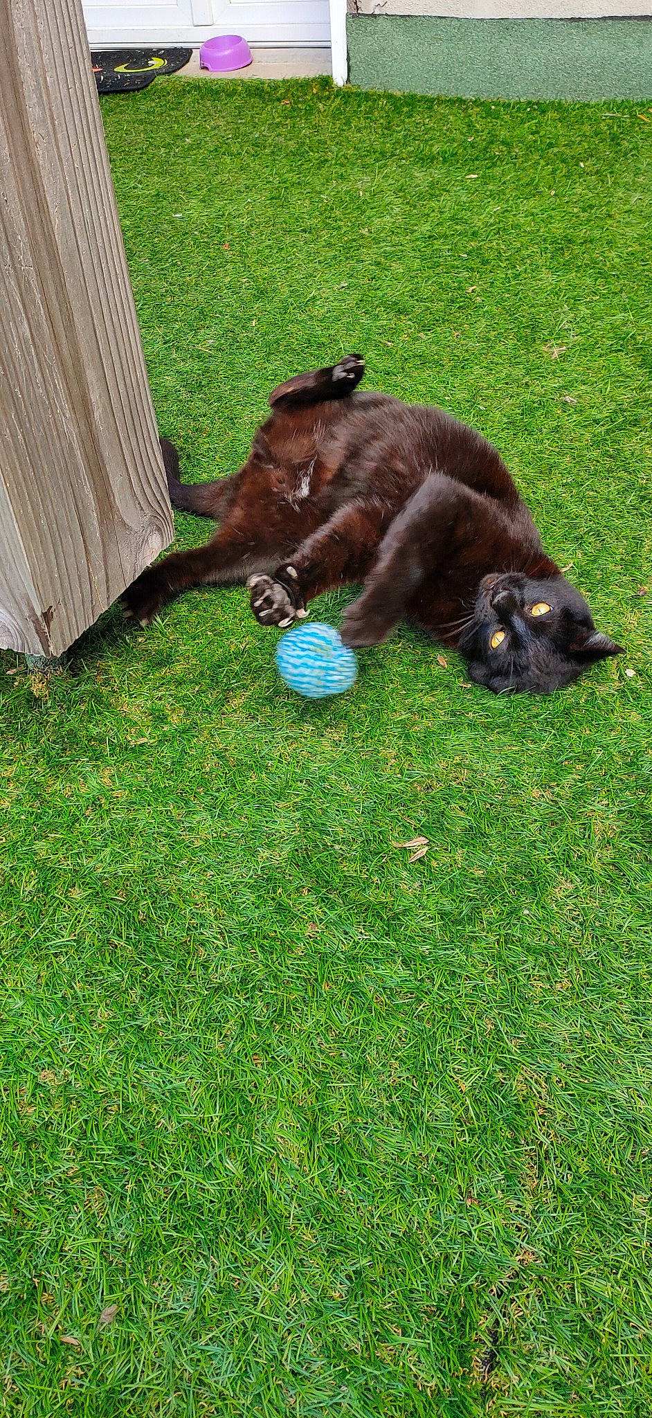 Bagheera a rejoint le concours — aidez-le/la à gagner de superbes lots ! canidae, companion_dog, dog_breed, felidae, garden, grass, grassland, green, groundcover, herbaceous_plant, human_leg, lawn, liver, pasture, plant, small_to_medium_sized_cats, sporting_group, tail, terrestrial_animal, working_animal