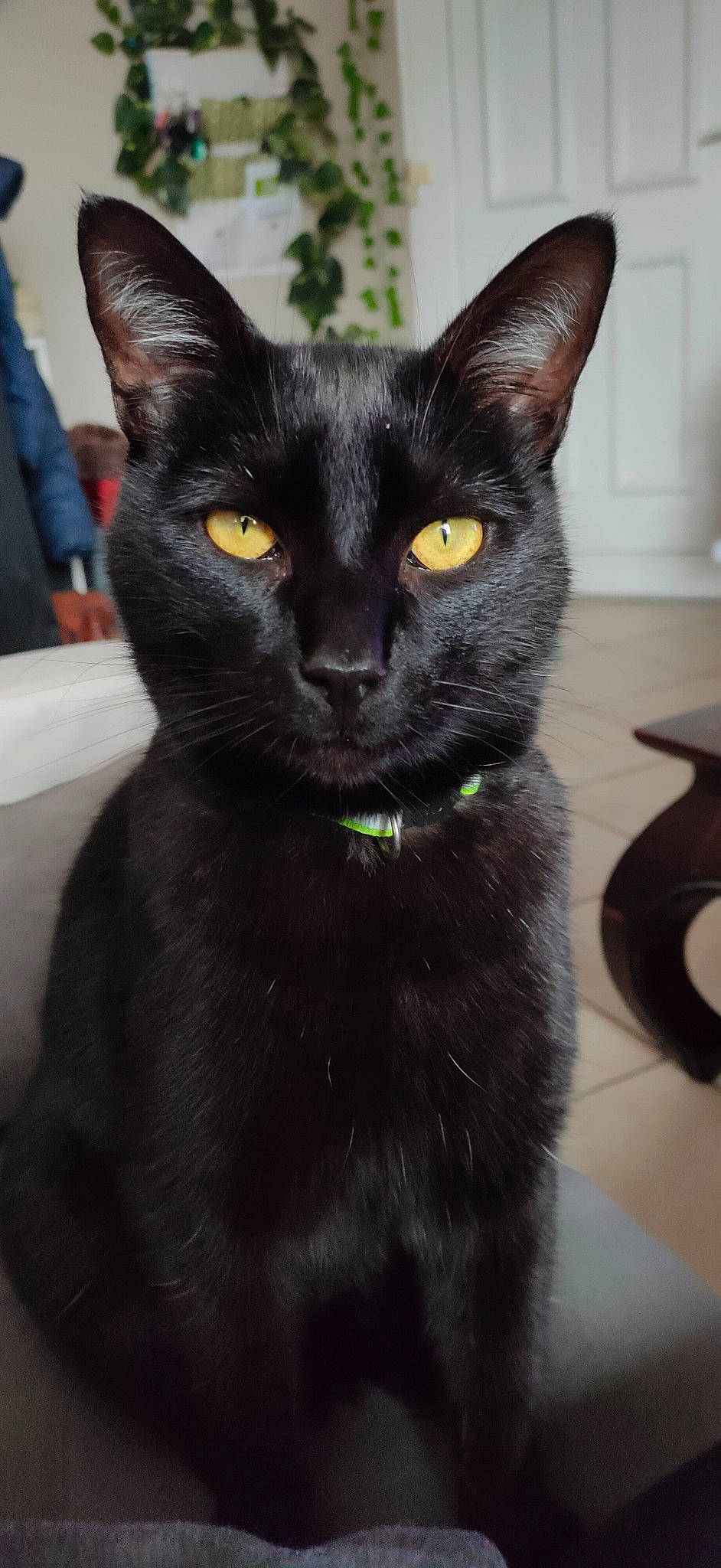 Bagheera a rejoint le concours — aidez-le/la à gagner de superbes lots ! black_cat, bombay, carnivore, cat, domestic_short_haired_cat, felidae, fur, havana_brown, small_to_medium_sized_cats, snout, tail, terrestrial_animal, whiskers
