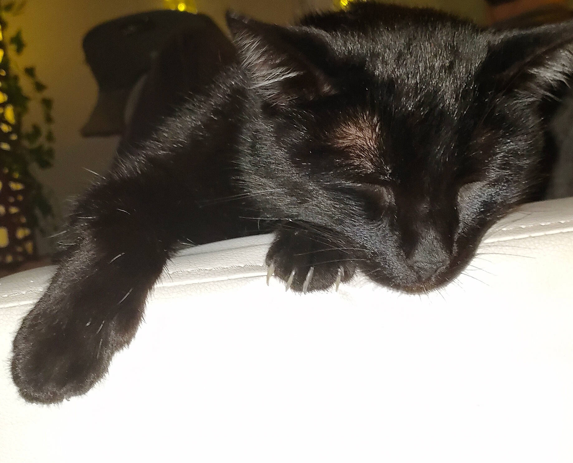 Bagheera a rejoint le concours — aidez-le/la à gagner de superbes lots ! black_cat, bombay, carnivore, cat, claw, comfort, dog_breed, domestic_short_haired_cat, ear, felidae, fur, gesture, head, houseplant, paw, plant, small_to_medium_sized_cats, tail, terrestrial_animal, whiskers