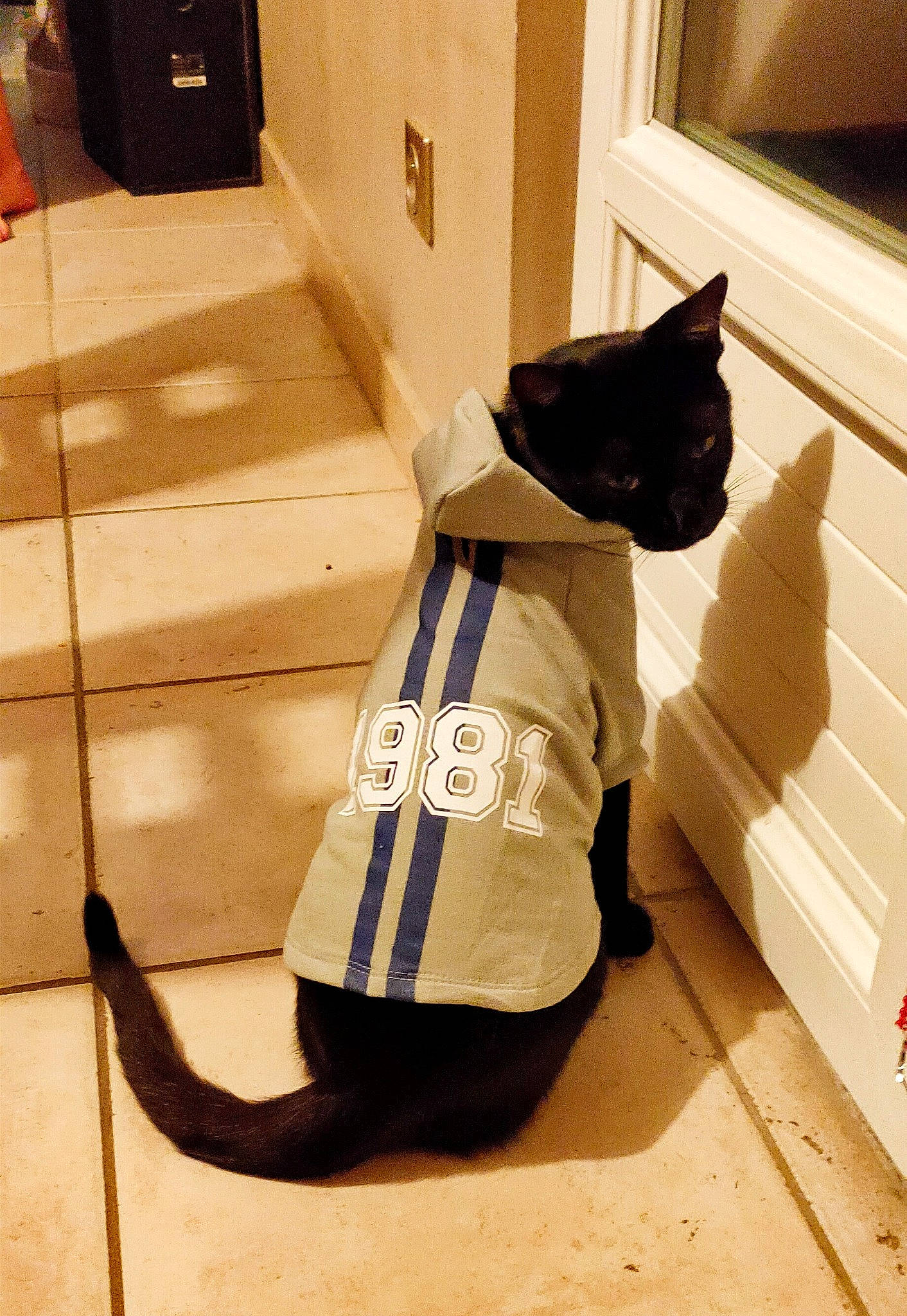 Bagheera participe au concours pour gagner de l'argent avec cette photo : bag, black_cat, cardboard, carnivore, cat, door, felidae, floor, flooring, fur, hardwood, luggage_and_bags, pet_supply, shadow, small_to_medium_sized_cats, snout, stairs, tail, whiskers, wood