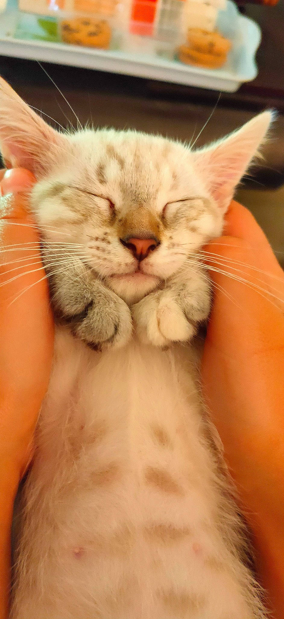 Milly participe au concours pour gagner de l'argent avec cette photo : carnivore, cat, claw, close_up, comfort, domestic_short_haired_cat, ear, fawn, felidae, fur, gesture, nail, nap, paw, small_to_medium_sized_cats, snout, tail, whiskers