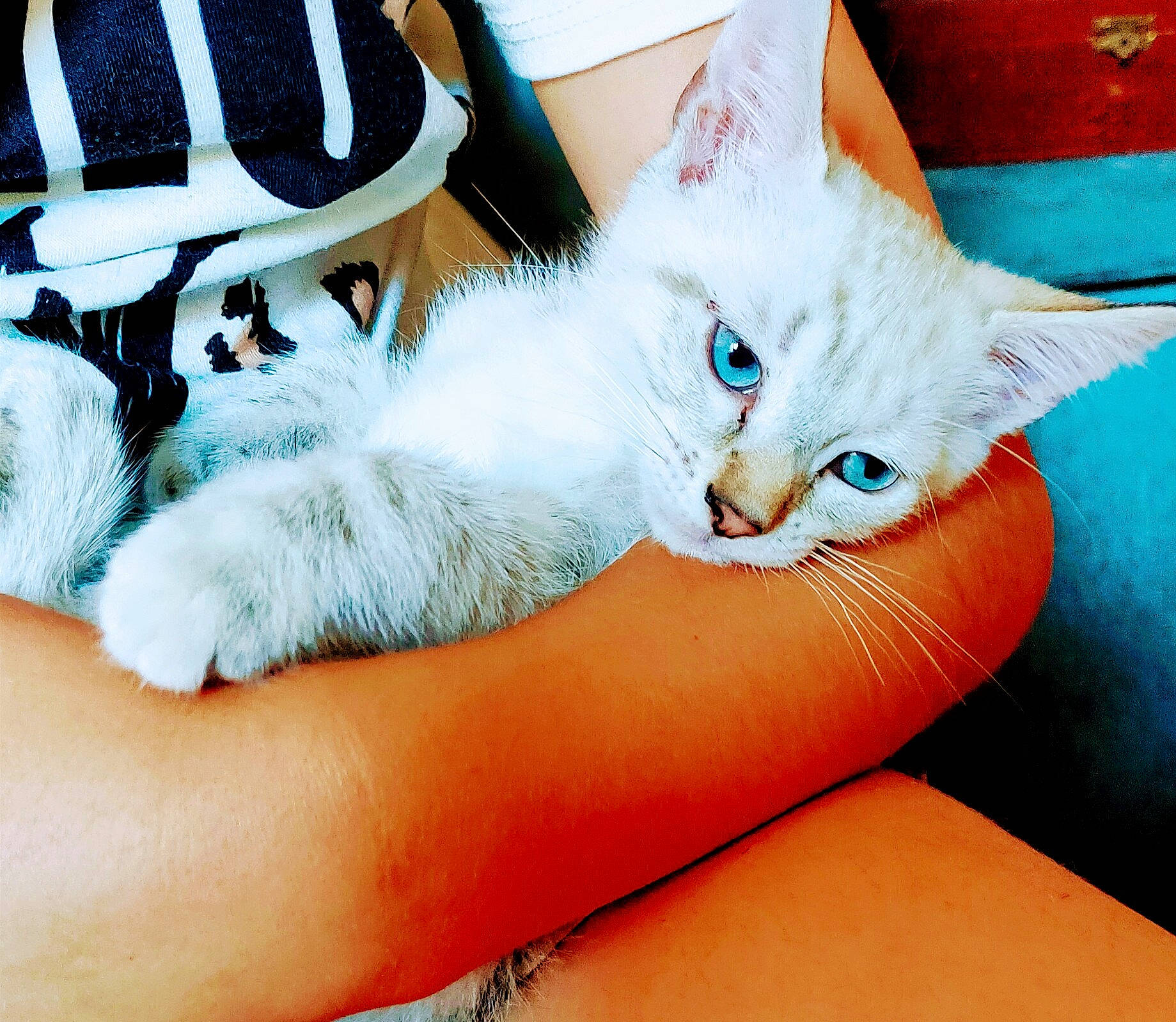 Milly a rejoint le concours — aidez-le/la à gagner de superbes lots ! bed, carnivore, cat, comfort, domestic_short_haired_cat, electric_blue, fawn, felidae, finger, foot, fur, gesture, human_leg, lap, leg, nail, paw, small_to_medium_sized_cats, tail, whiskers