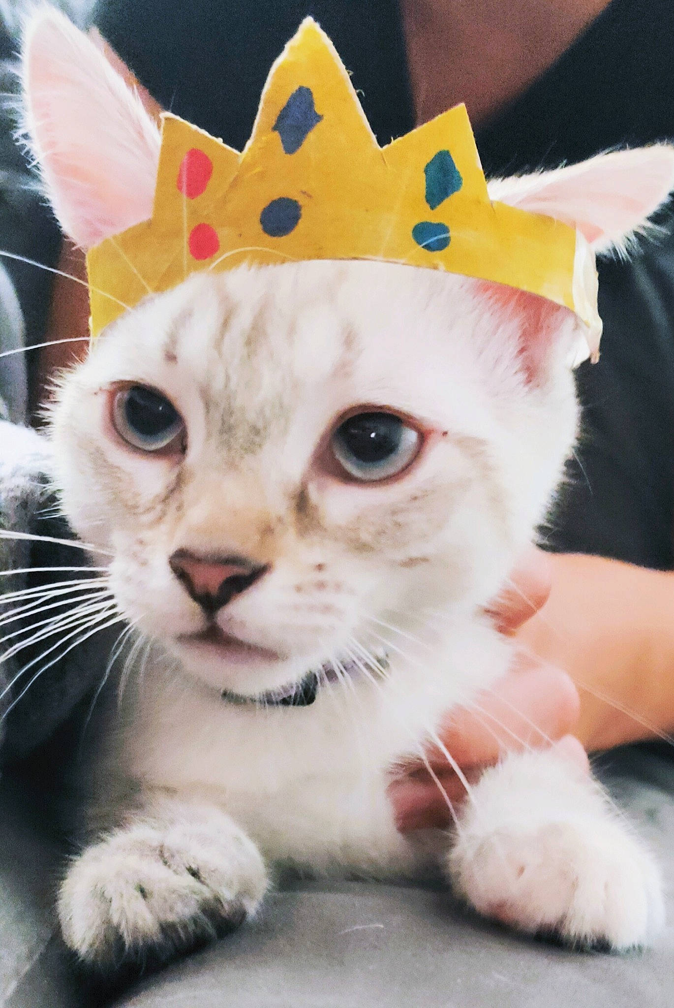 Milly participe au concours pour gagner de l'argent avec cette photo : cap, carnivore, cat, close_up, costume_hat, domestic_short_haired_cat, eyewear, fashion_accessory, fawn, felidae, fur, hat, paw, personal_protective_equipment, photo_caption, plush, small_to_medium_sized_cats, snout, sunglasses, whiskers
