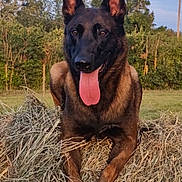Staro participe au concours pour gagner de l'argent avec cette photo : alert, animal, belgian_malinois, black_mask, brown_fur, canine, dog, ears_up, field, grass, hay, muzzle, nature, outdoor, pet, portrait, relaxed, rural, sunset_light, tongue_out