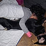 Marley participe au concours pour gagner de l'argent avec cette photo : person, dog, cat, black_dog, small_cat, cuddling, sleeping, lying_down, pet, animal, indoors, living_room, blanket, couch, wood_floor, collar, pink_sock, gray_shirt, cozy, group_hug