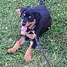 puppy, dog, black_and_tan, sitting, grass, outdoor, garden, leash, collar, tongue_out, happy, playful, portrait, animal, pet, clover, flowers, greenery, natural_light, ground