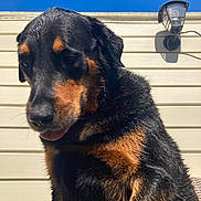 Marley a rejoint le concours — aidez-le/la à gagner de superbes lots ! dog, puppy, black_and_tan, sitting, outdoor, sunlight, portrait, pet, canine, fur, floppy_ears, brown_markings, black_fur, open_mouth, tongue, backyard, house_siding, wall_lamp, blue_sky, close_up