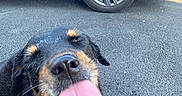 Marley participe au concours pour gagner de l'argent avec cette photo : dog, rottweiler, black_and_tan, tongue, happy, portrait, close_up, outdoor, pavement, parked_car, vehicle, wheel, tire, rubber_mat, red_toy, lying_down, pet, canine, funny, animal