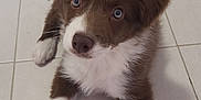 Blayze And Khan joined the competition — help win amazing prizes! puppy, dog, brown, white, blue_eyes, fur, pet, cute, lying_down, floor, tile, young, animal, domestic_animal, looking_up, adorable, small, indoor, friend, friendly