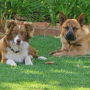 Blayze And Khan joined the competition — help win amazing prizes! dog, grass, outdoor, plants, garden, greenery, pet, canine, fur, animal, nature, sunlight, resting, two_dogs, ears, collar, muzzle, lawn, daytime, relaxing