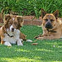 dog, grass, outdoor, plants, garden, greenery, pet, canine, fur, animal, nature, sunlight, resting, two_dogs, ears, collar, muzzle, lawn, daytime, relaxing