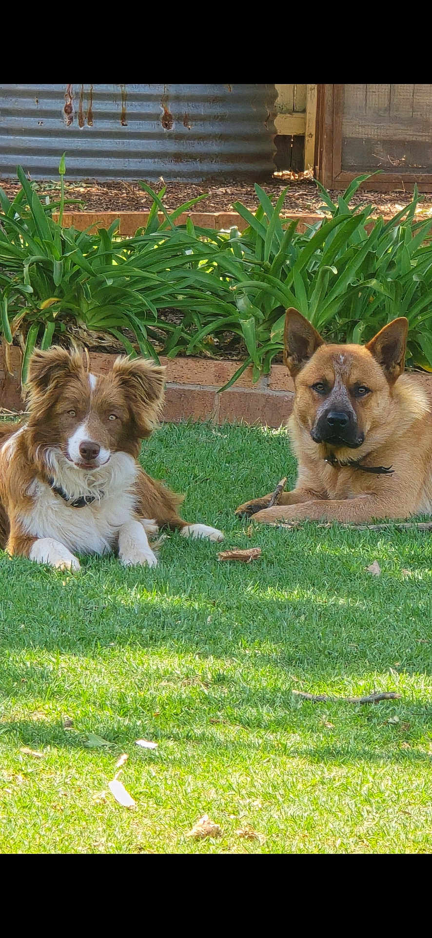 Blayze And Khan joined the competition — help win amazing prizes! dog, grass, outdoor, plants, garden, greenery, pet, canine, fur, animal, nature, sunlight, resting, two_dogs, ears, collar, muzzle, lawn, daytime, relaxing