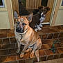 Blayze And Khan joined the competition — help win amazing prizes! dog, pets, steps, door, night, tile_floor, toy, animal, canine, brown_dog, puppy, collar, indoor, house, waiting, looking, ears, fur, front_door, flash
