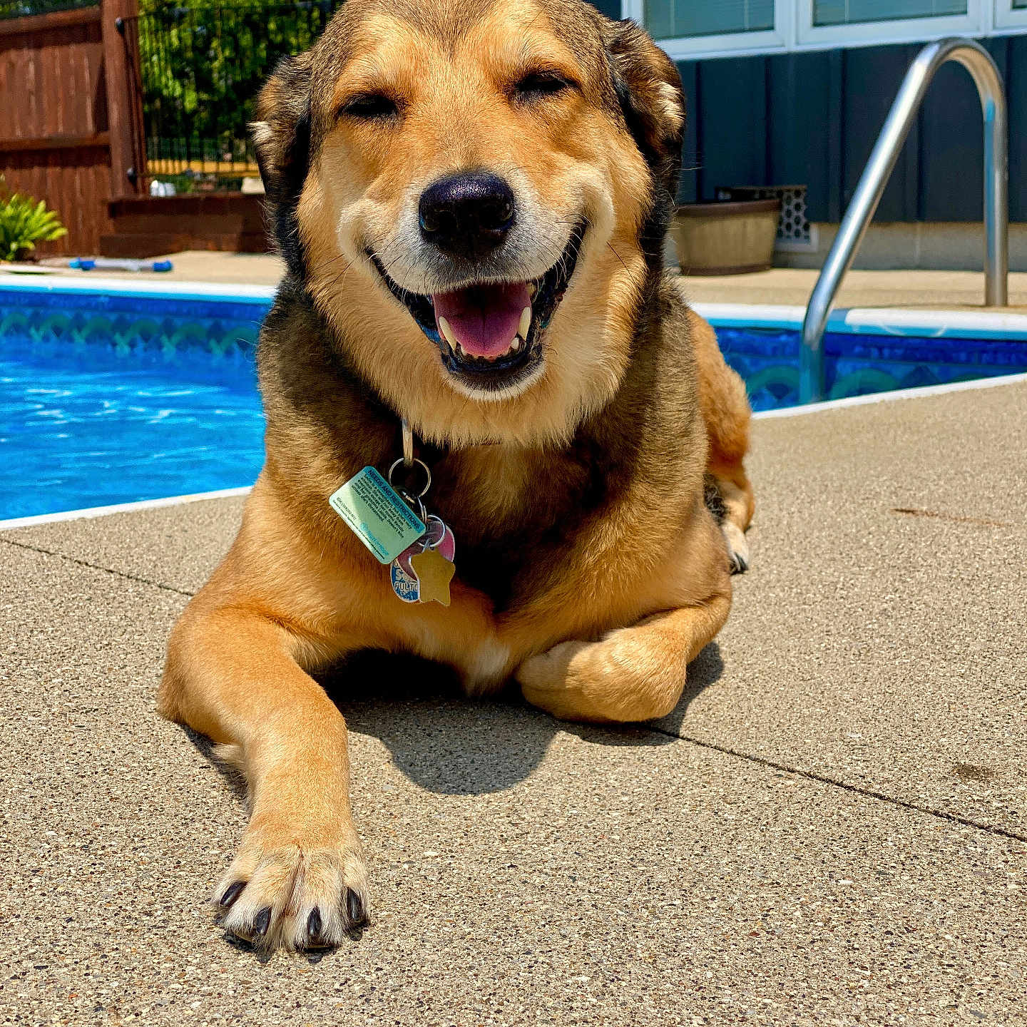 Sadie Jo joined the competition — help win amazing prizes! accessories, animal, canine, collar, dog, fence, germanshepherd, goldenretriever, handrail, hound, husky, labradorretriever, leash, pet, pool, puppy, strap, summer, swimmingpool, water