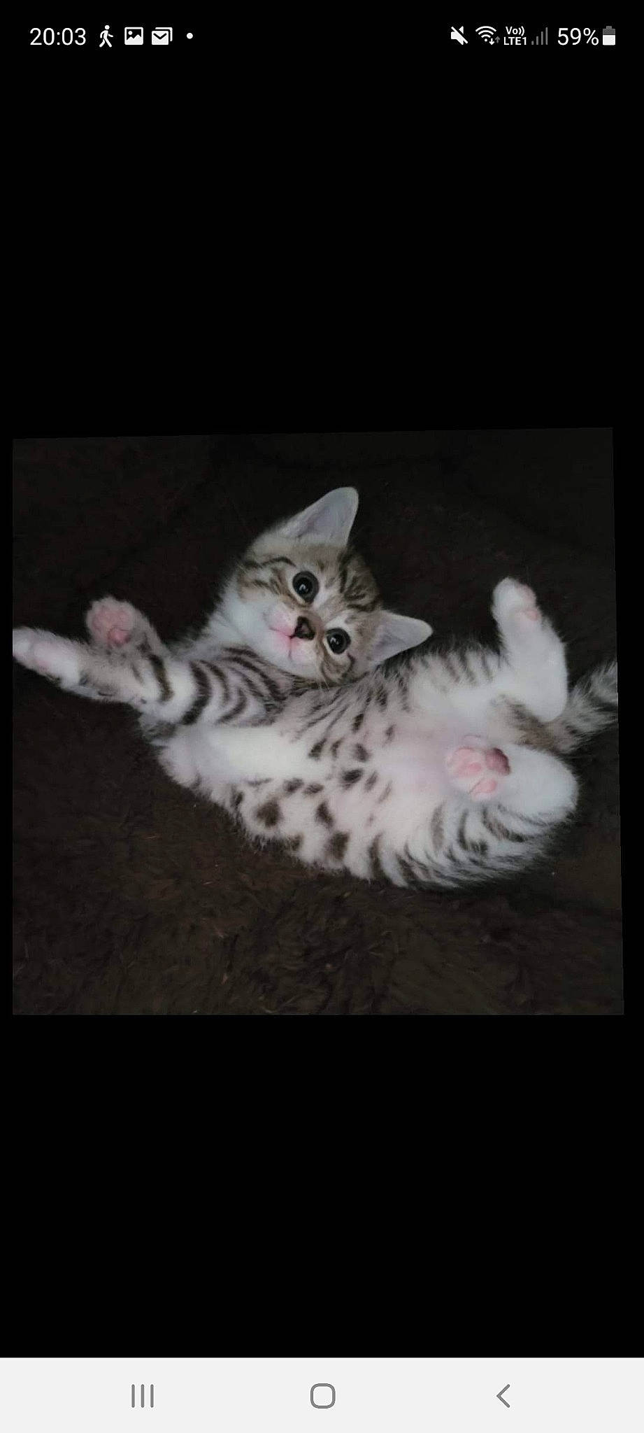 Teddy is registered to the contest to win money with this photo: art, carnivore, cat, darkness, felidae, fur, grey, magenta, pattern, paw, photo_caption, small_to_medium_sized_cats, still_life_photography, tableware, tail, whiskers