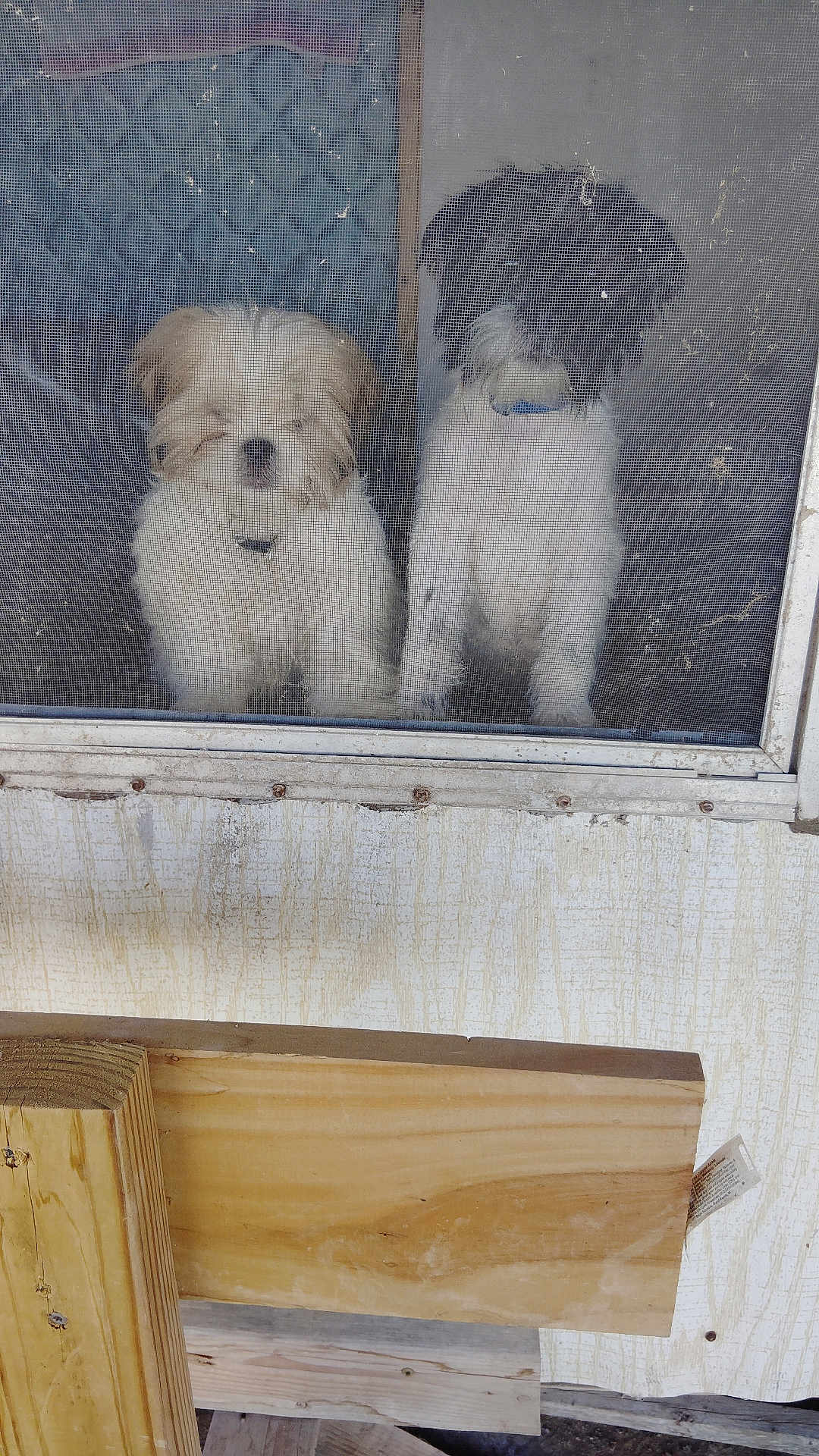 Gg Y Cowe is registered to the contest to win money with this photo: dog, two_dogs, window, screen_mesh, porch, wood_board, white_fur, black_fur, collar, curious, looking_out, paws, grime, glass, indoor, outdoor, pet, metal_frame, texture, pair