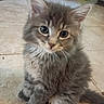 cat, kitten, fluffy, gray_fur, long_hair, blue_eyes, sitting, indoors, tile_floor, pet, animal, whiskers, ears, paws, tail, portrait, close_up, cute, home, floor